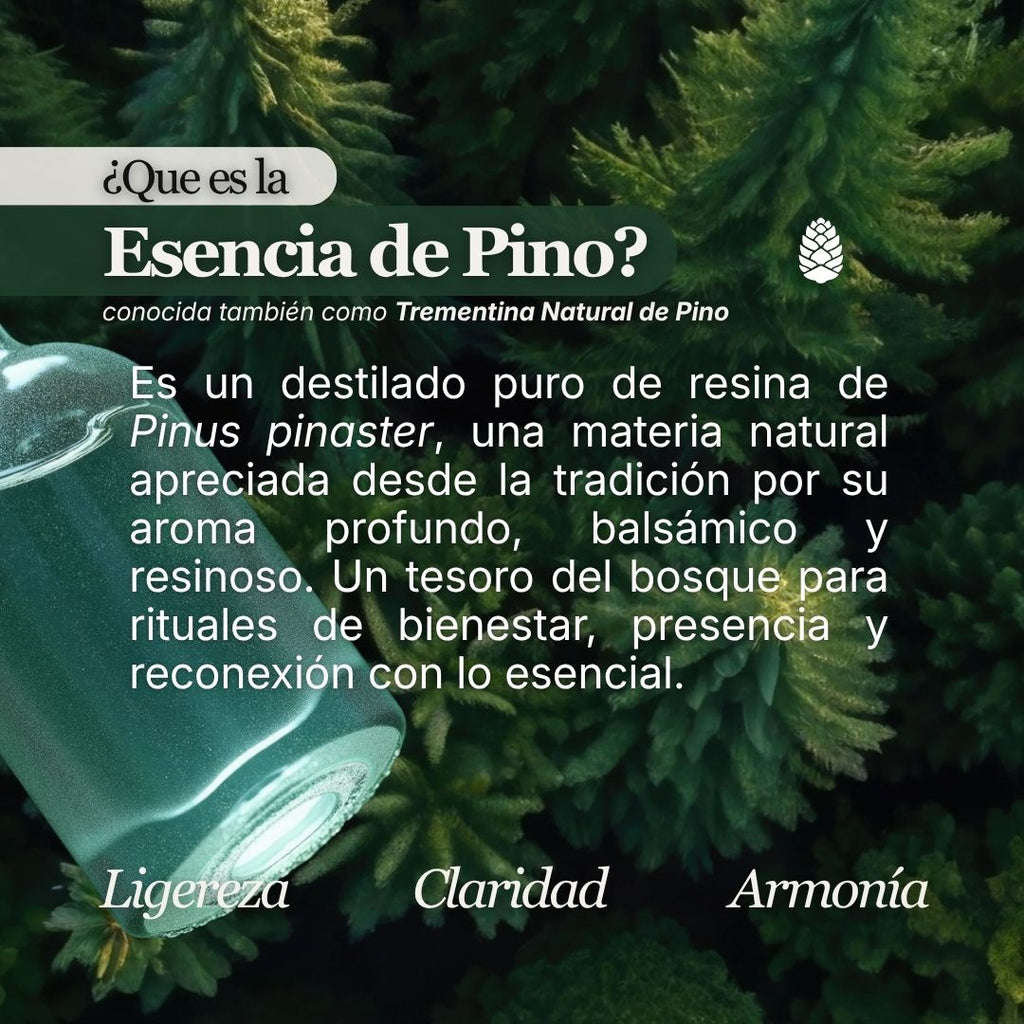 Aceite Esencial de Pino Marítimo